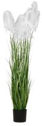 Φυτό Pampas Grass Λευκό iliadis Φ15x125εκ. 85073