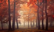 Φωτογραφία Feel, Ildiko Neer