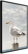 Αφίσα - Curious Seagull - 40x60 - Μαύρο - Χωρίς πασπαρτού