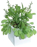 Plant in Pot Eladro Xαμεδορέα 4889063B-00N3