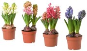 HYACINTHUS φυτό σε γλάστρα/3 βολβοί/Υάκινθος, 12 cm 605.878.42