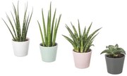 SANSEVIERIA φυτό σε γλάστρα με κασπό, Σανσεβέρια 304.020.34