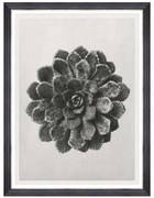 Κάδρο Saxifraga Aizon FA13414 60x80cm Black-White MindTheGap Κάθετοι Wood, Glass