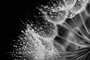 Φωτογραφία Dandelion seed with water drops, Jasmina007