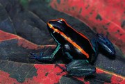 Φωτογραφία Phyllobates vittatus (Golfodulcean poison frog), Paul Starosta