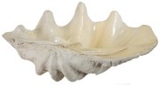 Artekko Shell Διακοσμητικό Κοχύλι από Μαγνήσιο Μπεζ (64.1x41.9x21.6)cm Artekko 74716