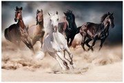 OBRAZ HORSES 120X80 DIOMMI-80-2850
