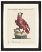 Κάδρο Parrots Of Brasil X FA13220 40X50 MindTheGap Οριζόντιοι Wood