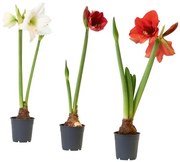 HIPPEASTRUM φυτό σε γλάστρα/Αμαρυλλίς/2 μπουμπούκια λουλουδιών, 13 cm 005.878.40