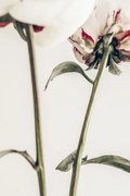 Φωτογραφία Peony 01, Studio Collection