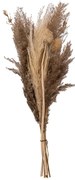 Αποξηραμένα Διακοσμητικά Κλαδιά Pampas 58εκ. A-S Pampa Bouquet 189111