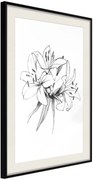 Αφίσα - Sketch of Lillies - 40x60 - Μαύρο - Με πασπαρτού