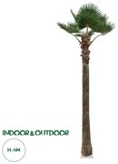 21057 GloboStar®  Artificial Garden PLANT PALM TREE 21057 Διακοσμητικό Δέντρο Φοίνικα  Φ240 x Υ600cm
