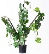 Τεχνητό Φυτό Μονστέρα Minima Vining 6161-7 30x75cm Green Supergreens Πολυαιθυλένιο