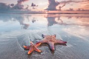 Φωτογραφία Starfish on beach, IvanMikhaylov