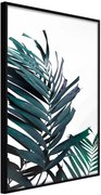 Αφίσα - Evergreen Palm Leaves - 40x60 - Μαύρο - Χωρίς πασπαρτού