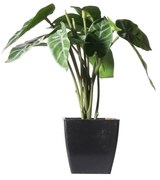 Supergreens Τεχνητό Φυτό Αλοκάσια Amazonica 'Polly Πράσινο 22 εκ