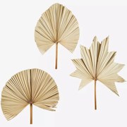 Φύλλα Φοίνικα Μπουκέτο 3 τεμαχίων Palm Leaves Φυσικό 60-70 cm MADAM STOLTZ