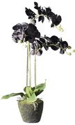 Τεχνητό Φυτό Ορχιδέα Phalaenopsis Real Touch Μαύρη με Βάση Moss 85 εκ. 5170-6 Supergreens-5170-6-Μαύρο 5170-6