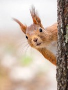 Φωτογραφία Close-up of squirrel on tree trunk,Tumba,Botkyrka,Sweden, mange6699 / 500px