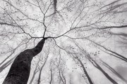 Φωτογραφία A view of the tree crown, Tom Pavlasek