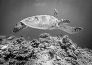 Φωτογραφία Sea Turtle at Sipadan, Yumian Deng