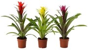 GUZMANIA φυτό σε γλάστρα/φυτό Γκουζμάνια, 9 cm 705.553.98