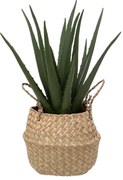 Τεχνητό Φυτό Σε Γλάστρα 37εκ. A-S Aloe Natural 189119