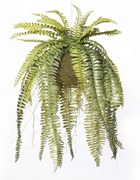 Τεχνητή Κρεμαστή Ρίζα Φτέρη Boston 1371-7 96cm Green Supergreens Πολυαιθυλένιο,Ύφασμα