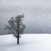 Φωτογραφία LONELY TREE Idyllic Winterlandscape, Melanie Viola