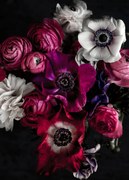 Φωτογραφία Dark Flowers 1, Mareike Bohmer