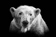 Φωτογραφία Polar bear on black, © Christian Meermann