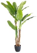 BANANA TREE NP6327_180_22 ΥΨΟΣ 180cm NewPlan