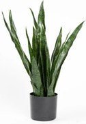 Τεχνητό Φυτό Σανσεβιέρια Robusta 70 εκ. 0980-6 Supergreens-0980-6-Πράσινο 0980-6