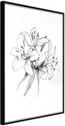 Αφίσα - Sketch of Lillies - 30x45 - Μαύρο - Χωρίς πασπαρτού