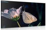 Εικόνα πεταλούδας σε ένα λουλούδι - 60x40
