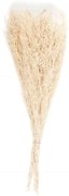Διακοσμητικά Λουλούδια Statice Natural LBTAH-AX21026 70cm Beige Andrea House