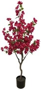 New plan BOUGAINVILLEA NP_70_120 ΥΨΟΣ 120cm Τεμαχιο