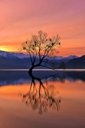 Φωτογραφία Lone Tree is not Lonely, Mei Xu