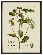 Κάδρο Botanical IV FA13227 60x80cm Green MindTheGap Κάθετοι Wood