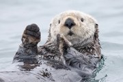 Φωτογραφία Yesterday I caught a fish thiiis big! - Otter. Alaska, Roman Golubenko