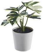 FEJKA τεχνητό φυτό σε γλάστρα εσωτερικού/εξωτερικού χώρου/Mονστέρα, 6 cm 805.932.05