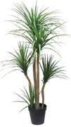 New plan DRACAENA NP_28_155 ΥΨΟΣ 155cm Τεμαχιο