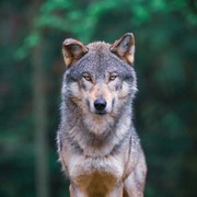 Φωτογραφία Grey wolf  looking straight in, tilo