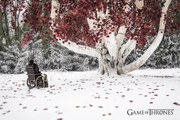 Εικονογράφηση Game of Thrones - Weirwood