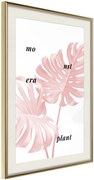 Αφίσα - Pale Pink Monstera - 40x60 - Χρυσό - Με πασπαρτού