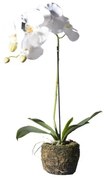 Τεχνητό Φυτό Ορχιδέα Phalaenopsis Real Touch Λευκή με Βάση Moss 60 εκ. 9070-6 Supergreens-9070-6-Λευκό 9070-6