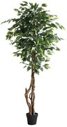 FICUS TREE NP5209_180 Ύψος 180cm