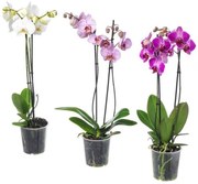 PHALAENOPSIS Φυτό, Ορχιδέα 2 βλαστοί 103.033.65