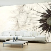 Φωτοταπετσαρία - White Dandelion 350x245